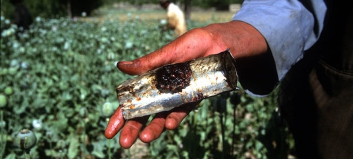 برداشت تریاک در مزرعه خشخاش در بدخشان افغانستان.  تریاک خام قبل از اینکه برای کشیدن سیگار مناسب باشد پخته می شود. 