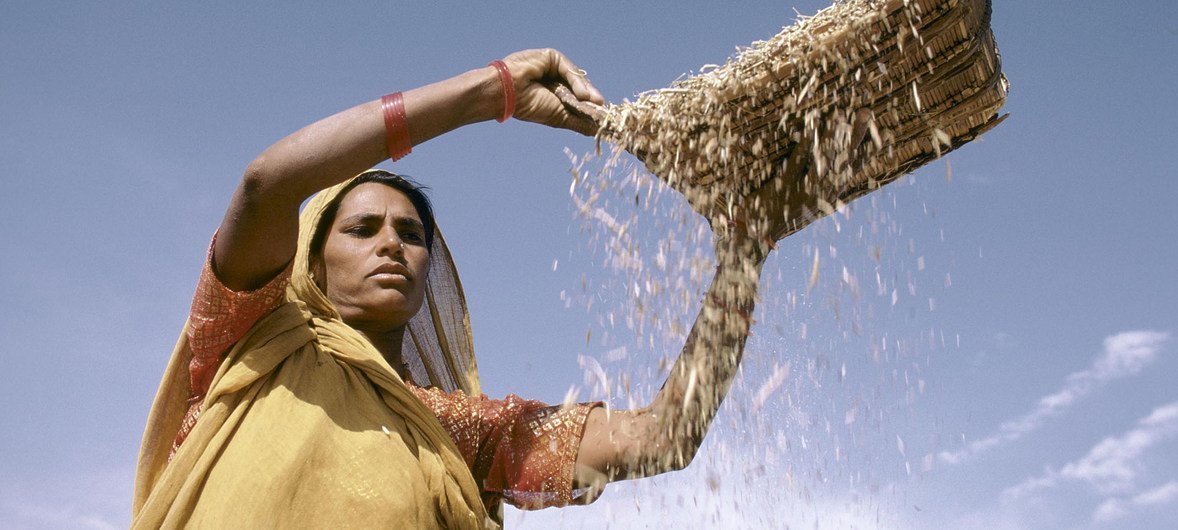 زن در هند غلات (فیله) را جابجا می کند