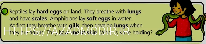 What do animals eat